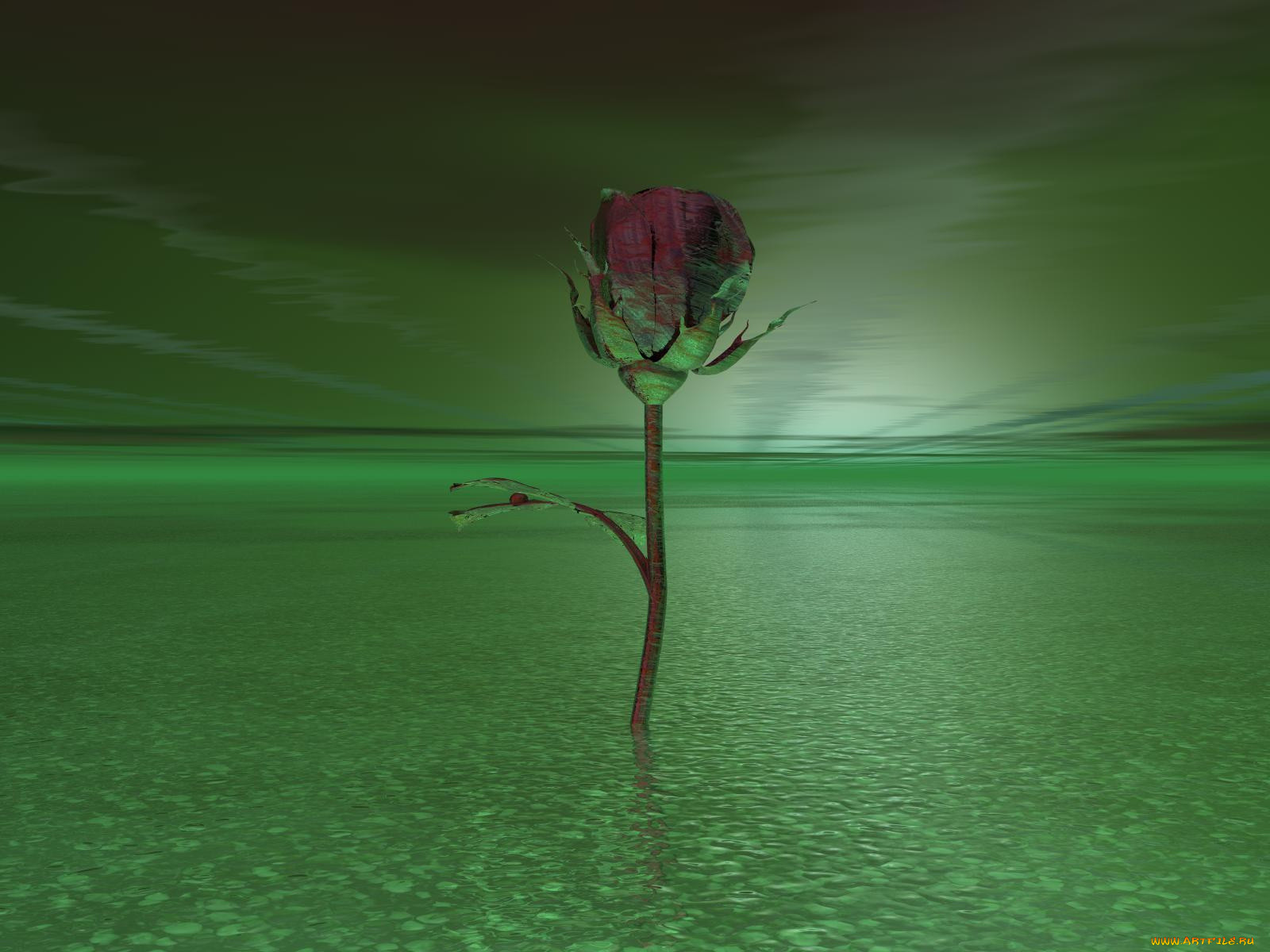 Красные розы через зеленое стекло. Розы в воде. Цветы на воде Графика.